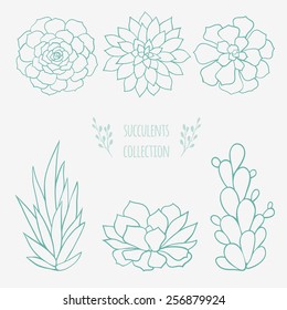 set of six hand drawn succulents, linear sketches, free-hand drawing