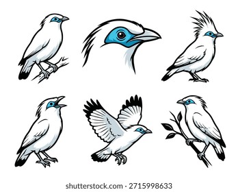 A set of six hand-drawn illustrations depicting the Bali Myna bird, showcasing different postures including perched, flying, and close-up head views.