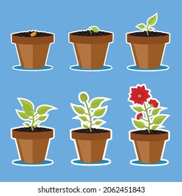 A set of six illustrations. The growth stages of the indoor flower. From the seed to the blooming flower.