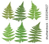 A set of six images of silhouettes of ferns. Vector.