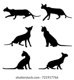 Set of six isolated black silhouettes of oriental domestic cats in dynamic poses.