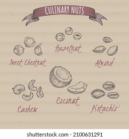 Conjunto de seis nueces más comunes - avellana, castaño dulce, coco, almendras, pistacho, anacardos. Esbozo dibujado a mano. Serie de nueces culinarias. Ideal para la medicina tradicional, la cocina o la jardinería.