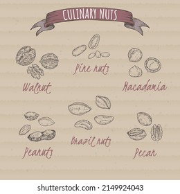 Set of six most common nuts - walnut, peanut, stone pine, Brazil nuts, macadamia, pecan. Hand drawn sketch. Culinary nuts series. Great for traditional medicine, cooking or gardening.