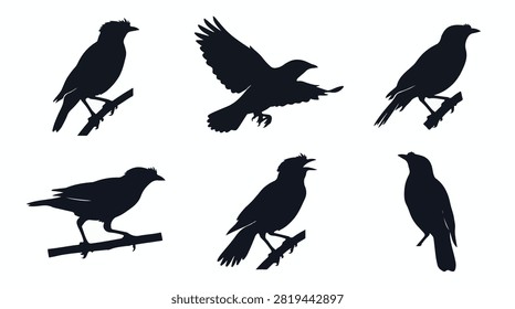 A set of six myna bird in various poses silhouette vector icon illustrations on a white background