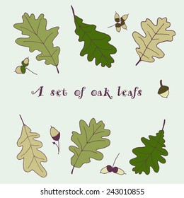 A set of six oak leafs with some acorns 
