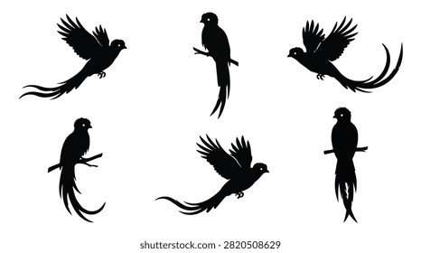 A set of six quetzal bird in various poses silhouette vector icon illustrations on a white background