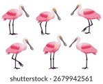 Set of six roseate spoonbill illustrations in various poses, featuring their distinctive pink plumage, long legs, and spatulate bills on a white background.