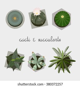 Set of the six succulent plants and cacti growing in cute concrete pot.  Hand drawn textures. For your design, mood boards and posters. Gray background. Stock vector.
