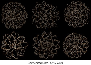 Set of six succulent plants made in linear style. Gold on black background. Vector illustration.