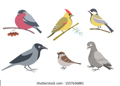 Set of six urban wintering birds in cartoon style on an isolated white background - crow, dove, sparrow, titmouse, waxwing and bullfinch.