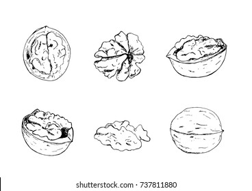 Set of six walnut. Hand-drawn nuts, whole, half, part. The sketch is healthy, nutritious, vegetarian snack.