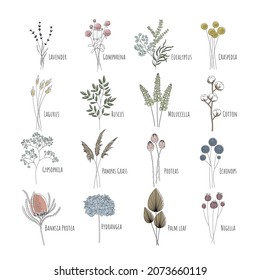 Set of sixteen minimalistic dried flowers: Lavender, Gomphrena, Eucalyptus, Craspedia, Lagurus, Ruscus, Cotton, Gypsophila, Pampas, Protea, Echinops, Banksia, Hortensia. Editable string.