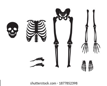 Conjunto de esqueletos con diferentes partes. Colección de silueta de muñeca y tórax, pecho, dedo y cráneo del cuerpo humano, etc. Anatomía humana. Ilustración vectorial aislada en fondo blanco.