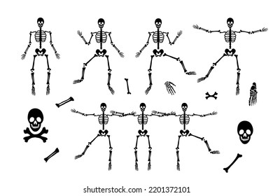 Set of skeleton with different parts. Silhouette of human body. Human anatomy. Vector illustration isolated on white background. Perfect for Halloween design