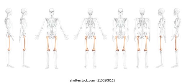 Set of Skeleton femur thigh bone Human front back side view with partly transparent bones position. Realistic 3D flat natural color concept Vector illustration of anatomy isolated on white background