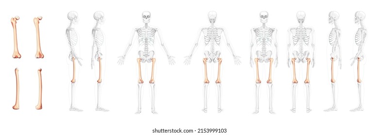 Set of Skeleton femur thigh bone Human front back side view with partly transparent bones position. Realistic flat natural color concept Vector illustration of anatomy isolated on white background