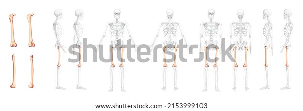 Set of Skeleton femur thigh bone Human front\
back side view with partly transparent bones position. Realistic\
flat natural color concept Vector illustration of anatomy isolated\
on white background