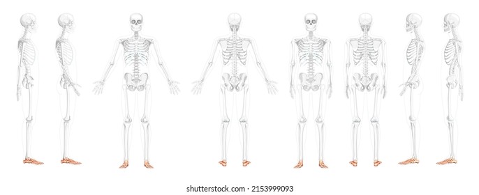 Set of Skeleton Foot ankle Bones Human front back side view with partly transparent bones position. 3D realistic flat natural color concept Vector illustration of anatomy isolated on white background