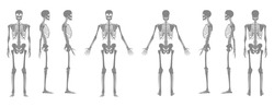 Set Of Skeleton Greyscale Human Body Bones Hands, Legs, Chests, Heads, Vertebra, Pelvis, Thighs Front Back Side View. Flat Concept Vector Illustration Of Anatomy Isolated On White Background