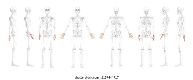 Set of Skeleton Hands Human front back side view with partly transparent bones position. carpals, wrist, metacarpals. 3D realistic flat natural color Vector illustration of anatomy isolated on white