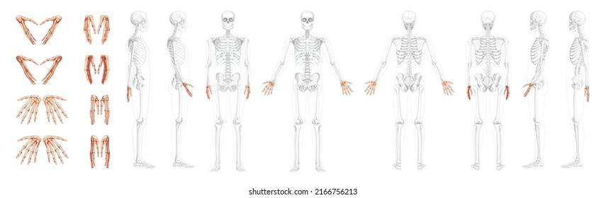 Set of Skeleton Hands Human front back side view with partly transparent bones position. Carpals, wrist, metacarpals, phalanges. 3D realistic flat natural color Vector illustration of anatomy isolated