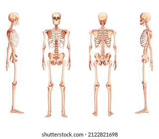 Set of Skeleton Human front back side view with two arm poses ventral, lateral, and dorsal views. Realistic flat natural color concept Vector illustration of anatomy isolated on white background