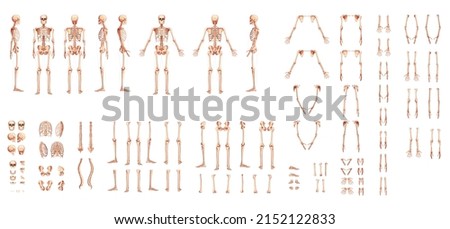 Set of Skeleton Human hands, legs, chests, heads, vertebra, pelvis, Thighs front back side view. 3D realistic flat natural color concept Vector illustration of anatomy isolated on white background