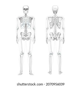 Set of Skeleton Humans realistic diagram front back view. Flat greyscale colour Vector illustration of Anterior posterior side anatomy isolated concept medical banner, skull spine ribs pelvis joints