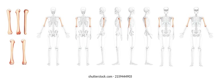 Set of Skeleton Humerus arm Human front back side view with partly transparent bones position. 3D realistic flat natural color concept Vector illustration of anatomy isolated on white background