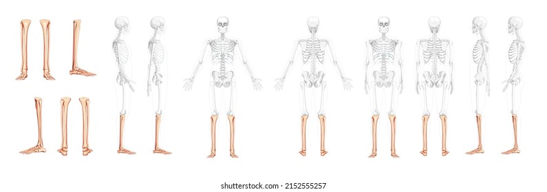 Set of Skeleton leg tibia, Foot, ankle Human front back side view with partly transparent bones position. 3D realistic flat natural color Vector illustration of anatomy isolated on white background