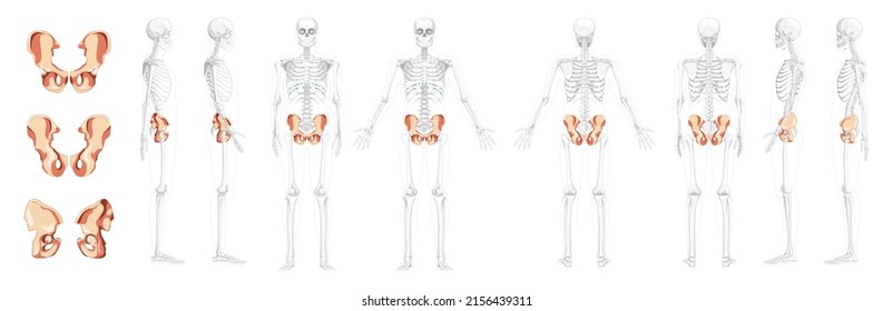 Set Of Skeleton Pelvis Hip Bone Human Front Back Side View With Partly Transparent Bones Position. 3D Realistic Flat Natural Color Concept Vector Illustration Of Anatomy Isolated On White Background