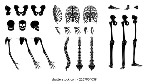 Conjunto de silueta de esqueleto Partes del cuerpo humano - manos, piernas, pecho, cabezas, vértebras, pelvis, parte posterior, vista lateral. Concepto de color negro plano Ilustración vectorial de la anatomía aislada en fondo blanco