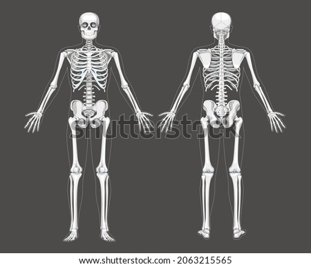 Set of Skeleton system Humans realistic diagram front back anterior posterior view. Flat grey scale colour Vector illustration of anatomy isolated on dark background concept medical infographic banner