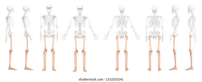 Set of Skeleton Thighs and legs lower limb Human front back side view with partly transparent bones position. Realistic flat natural color Vector illustration of anatomy isolated on white background