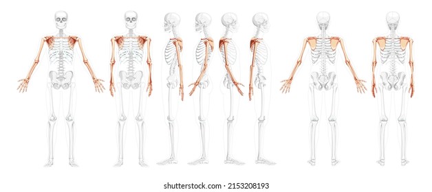 229 Posterior view pelvis Images, Stock Photos & Vectors | Shutterstock