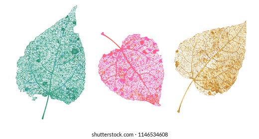 Set of skeletons leaves. Fallen foliage for autumn designs. Natural leaf of aspen and birch. Colored Vector illustration.