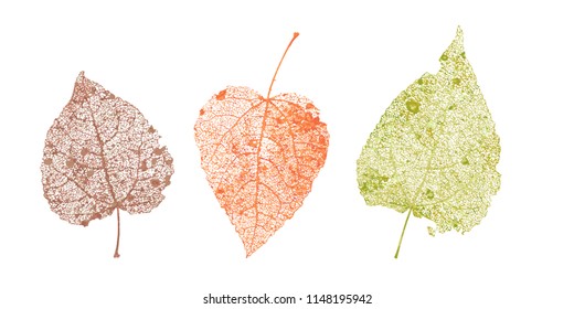 Set of skeletons leaves. Fallen foliage for autumn designs. Natural leaf of aspen and birch. Colored Vector illustration.