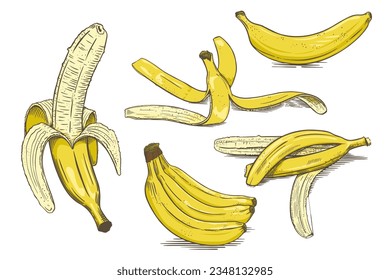 A set of sketch bananas from different angles. Bunch of fruit, peeled banana, hand drawn peel. Color illustration. Isolated on white background. Vector.