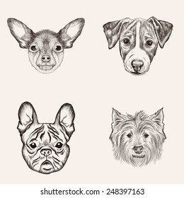 Set sketch Bulldog and Terriers. Hand drawn realistic faces of dogs vector illustration.