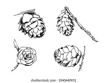 Set of sketch cones on white background. Fir tree, pine. Hand drawn sketch. 