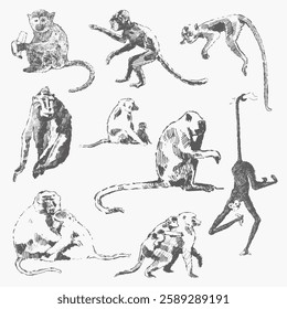 Set of sketch drawings of different types of monkeys. Jungle style. Isolated on white background.