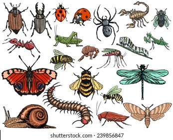 set of sketch, editable illustrations of insects