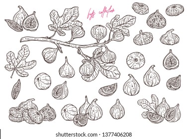 11837 Fig Drawing Images Stock Photos  Vectors  Shutterstock