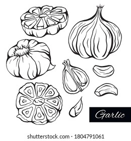 Set of sketch garlic illustration in various type. Antibacterial product for health. Useful seasoning for cooking. Natural spice. Vector element for menus, recipes, banners and your design.