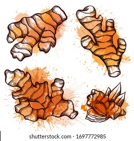 Set of sketch of ginger roots with watercolor splashes on a white background. Engraving illustration with hatching. Healthy food. Vector object for menus, articles, recipes, labels and your design.