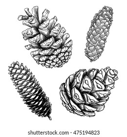 Pine Cones Sketch High Res Stock Images Shutterstock