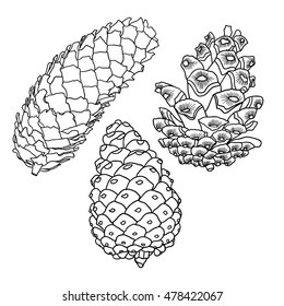 Set of sketch hand drawing pine cones on white background. Collection of Christmas hand drawn fir cones. Male, female conifer cones of various trees cedars, firs, hemlocks, larches, pines and spruces.