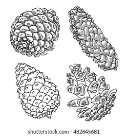 Set of sketch hand drawing pine cones on white background. Collection of Christmas hand drawn pinecones. Male, female conifer cones of various trees cedars, firs, hemlocks, larches, pines and spruces.