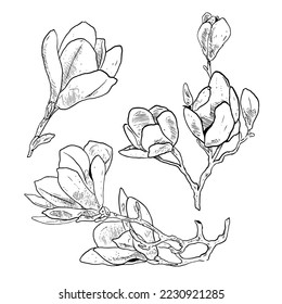 set of sketch and hand drawn botanical flower magnolia