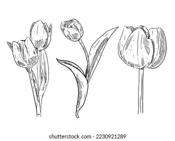 set of sketch and hand drawn botanical flower tulip